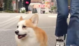 大狗最新爆料图片视频,独家图片视频揭秘幕后真相